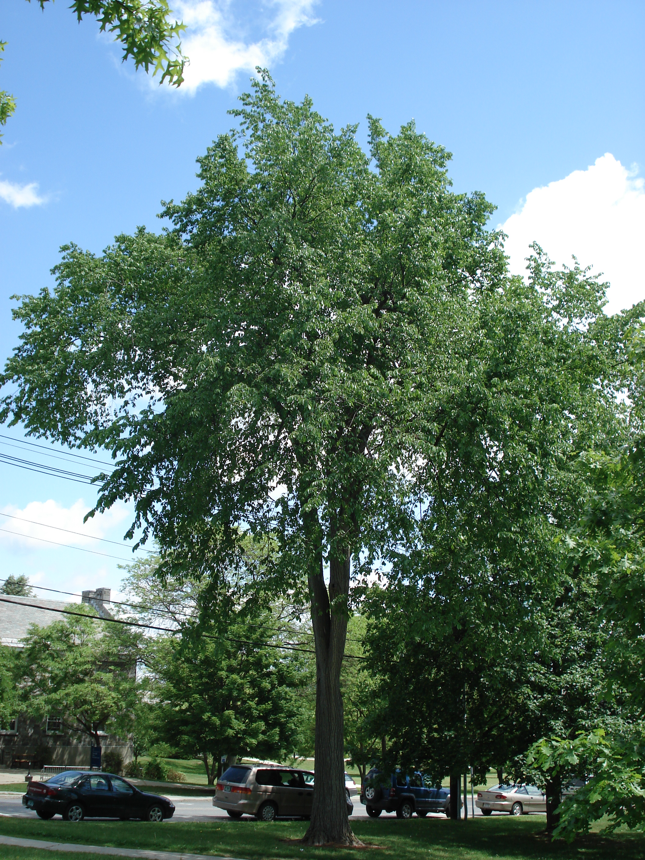 american elm pictures