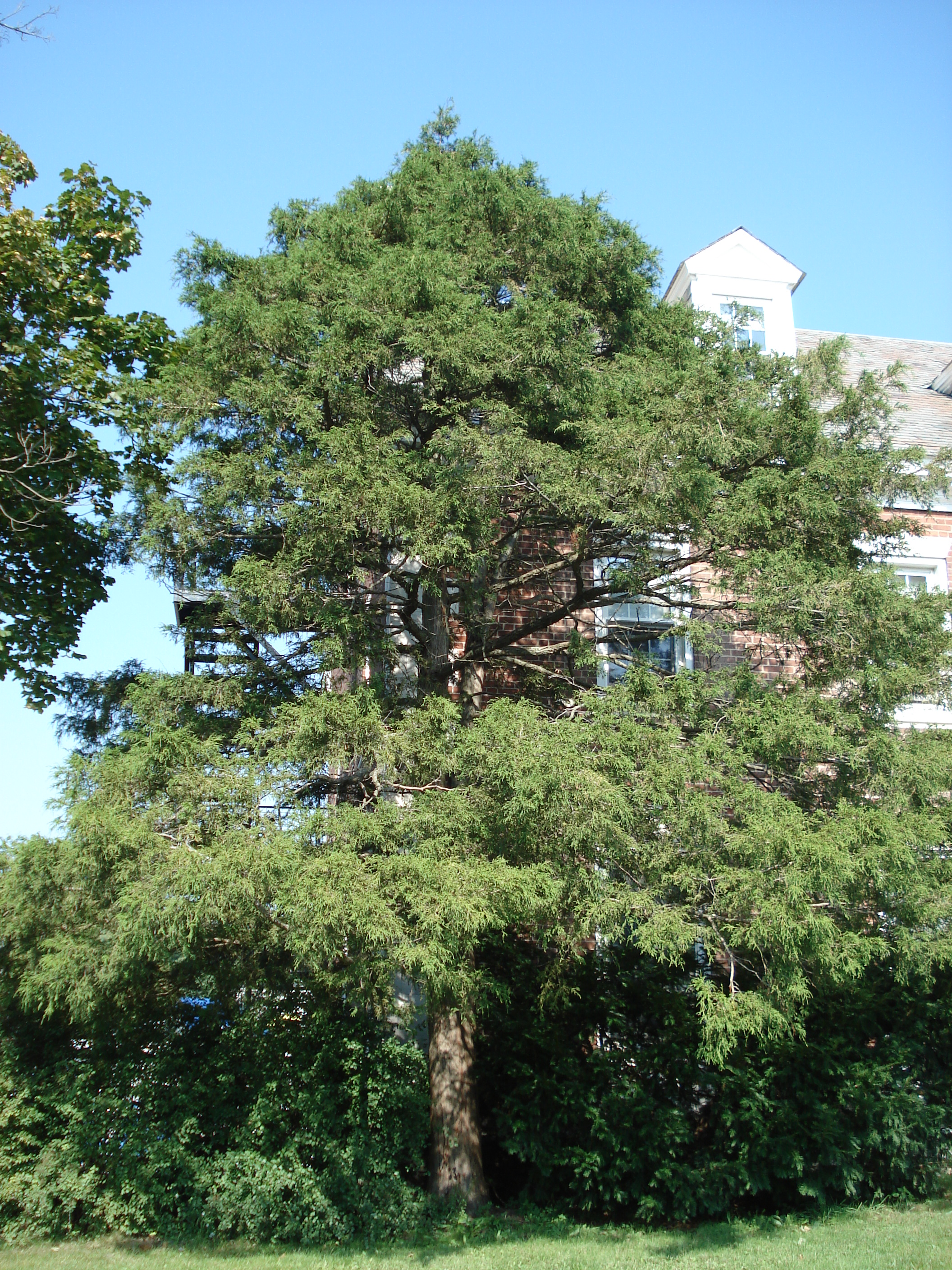 Atlantic Cedar Tree