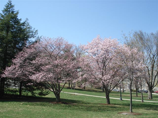 Cherry Trees-Mead Quad